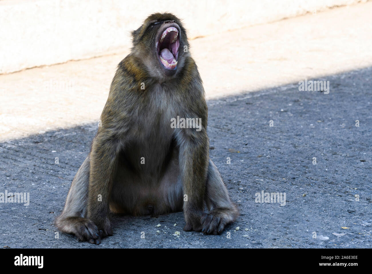 Barbary Apes on the Rock of Gibraltar Stock Photo