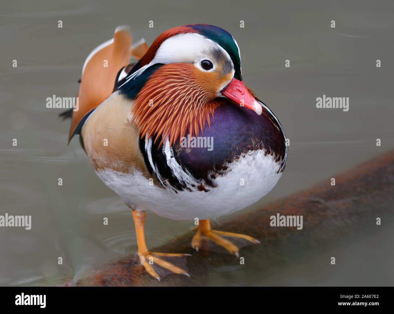 Mandarin Duck - Aix galericulata Male standing in water Stock Photo - Alamy