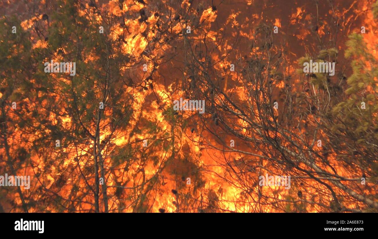 Trees and brush catch fire with huge flames and burn violently Stock