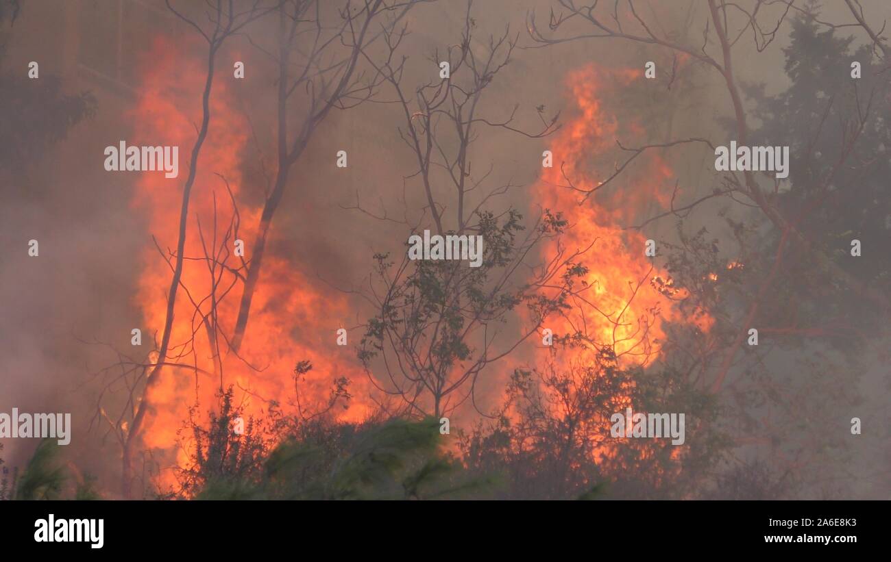 Trees and brush catch fire with huge flames and burn violently Stock