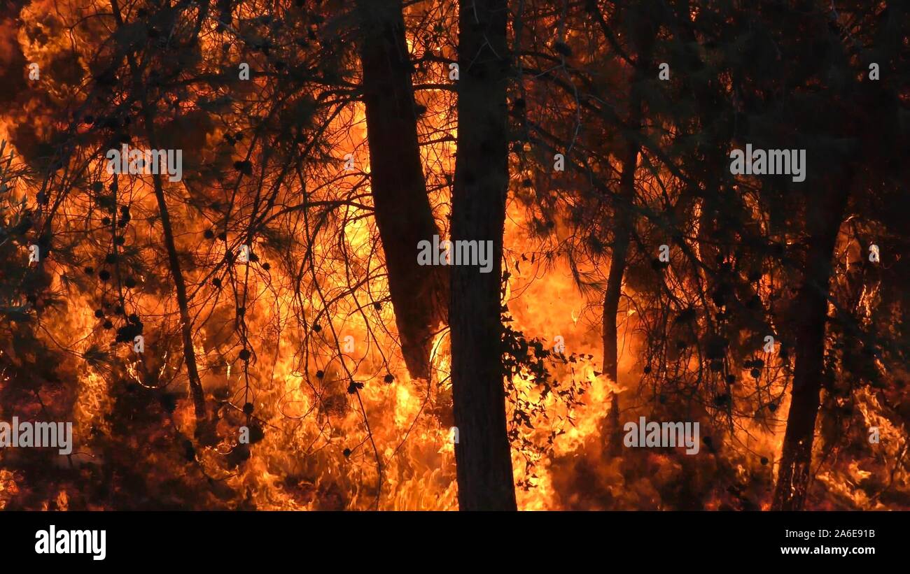 Trees and brush catch fire with huge flames and burn violently Stock