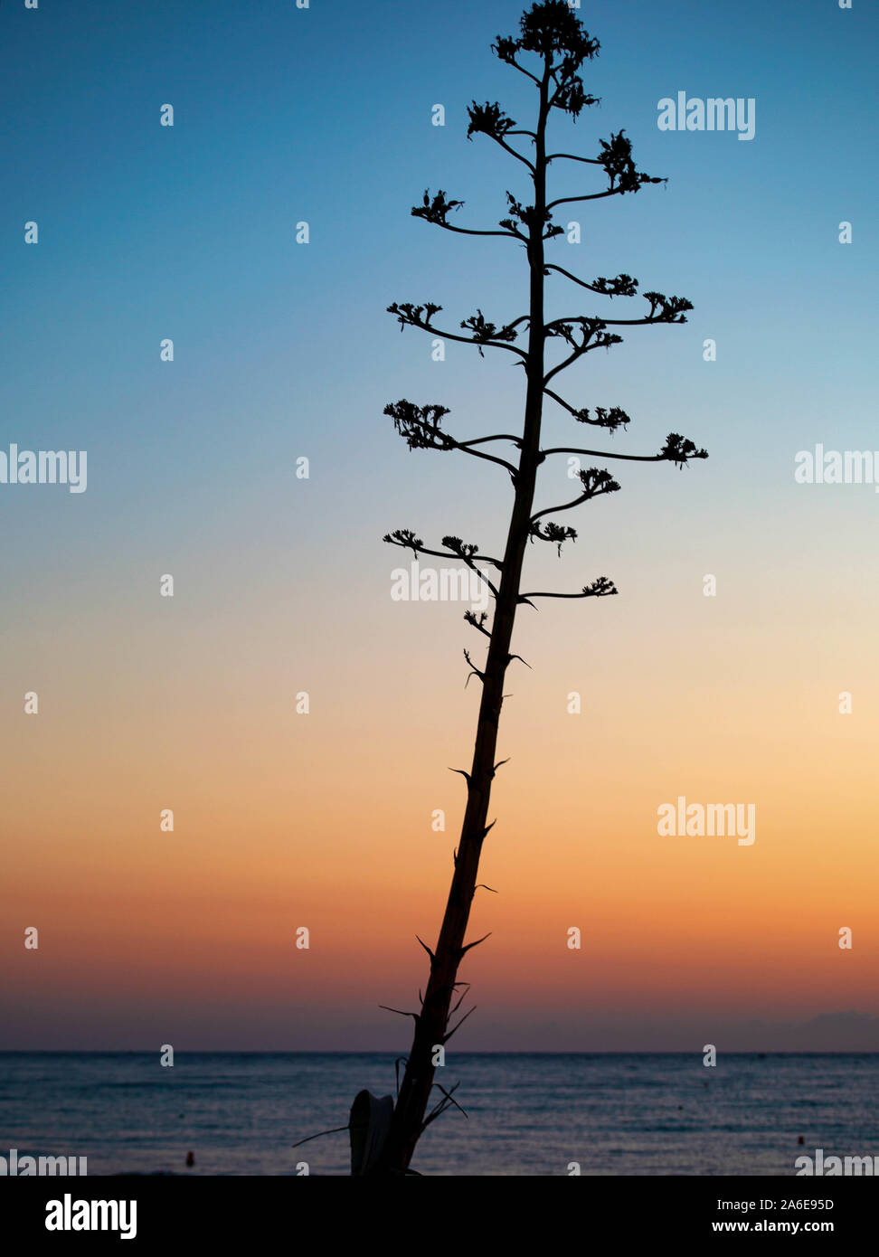 A Silhouette of a tree at Sun Rise Stock Photo - Alamy