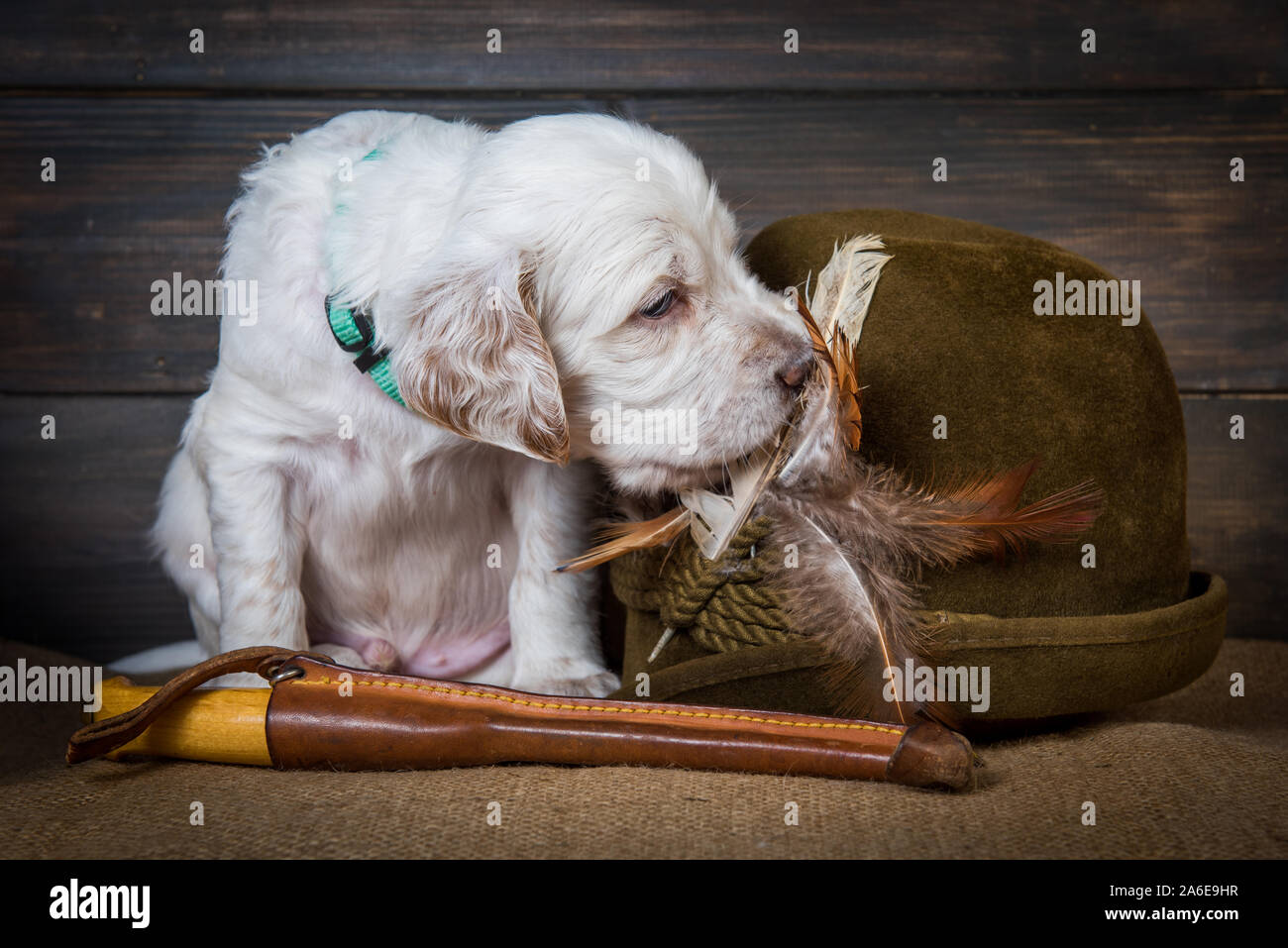 english setter puppy dog with knife and a hat Stock Photo - Alamy
