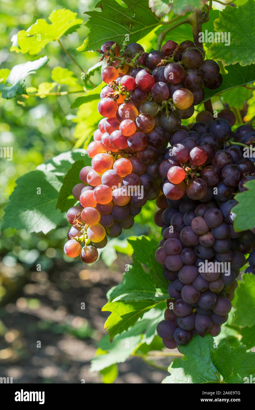 Red grapes hang on the grapevine in the sunshine. Stock Photo