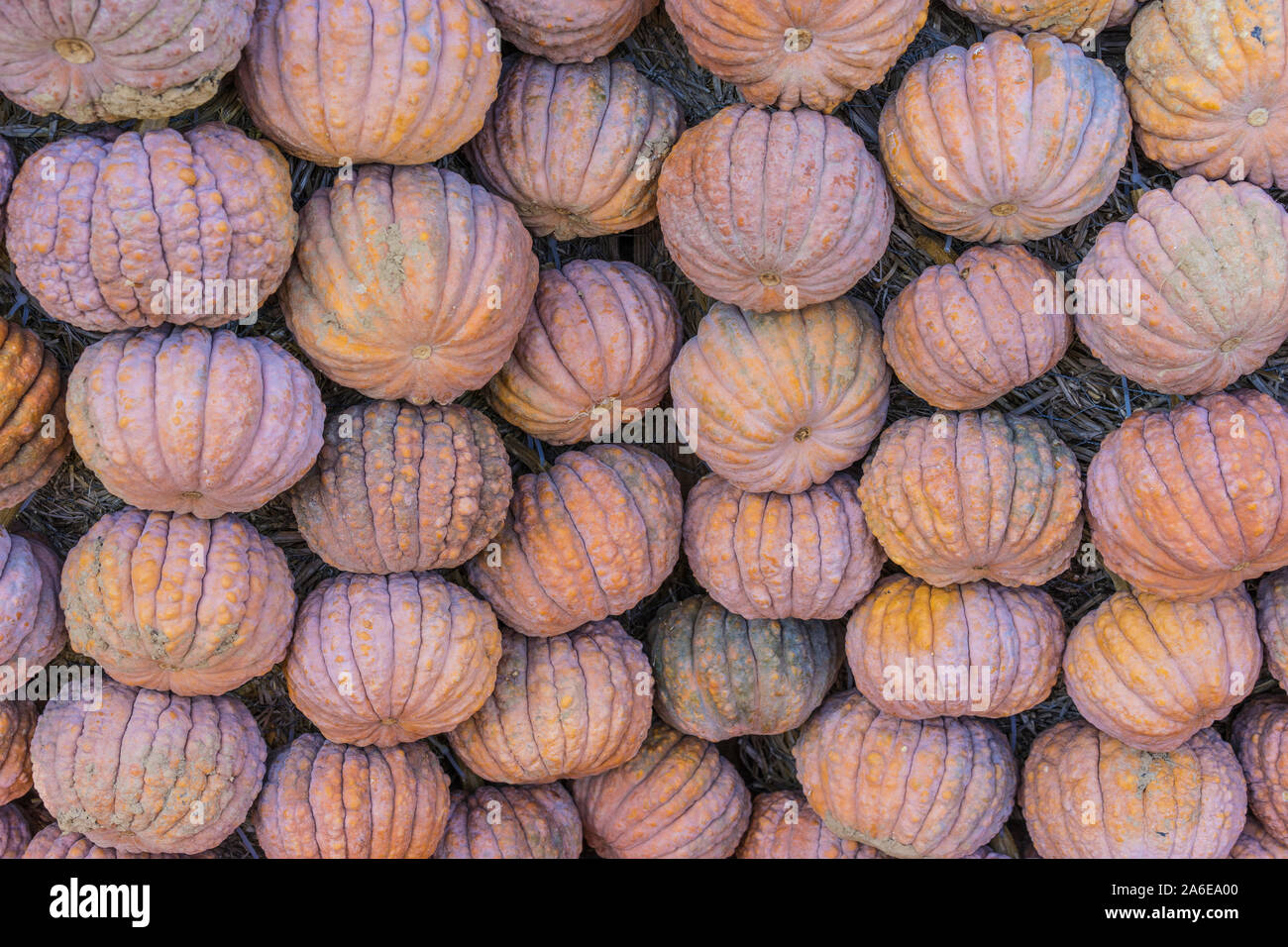 Lots of colorful pumpkins laid out in the row. Colored pumpkin as background, wallpaper. Stock Photo