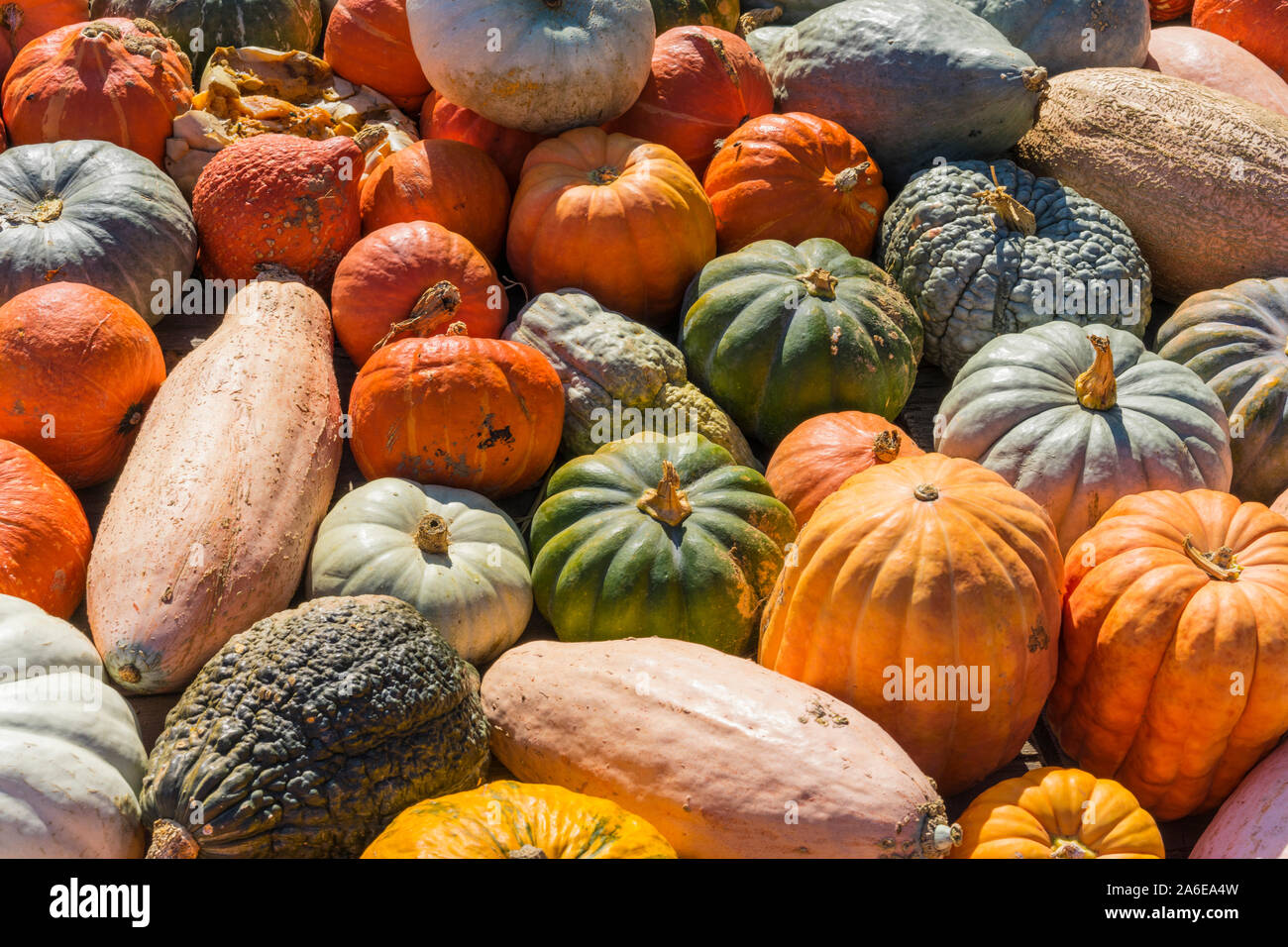Lots of colorful pumpkins laid out in the row. Colored pumpkin as background, wallpaper. Stock Photo