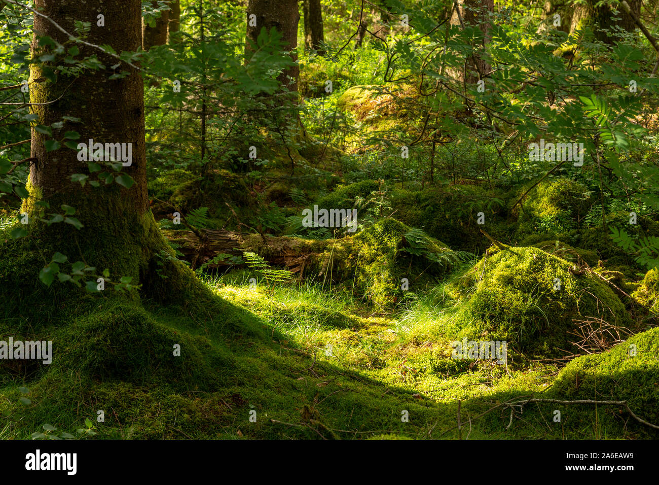 Trees in dappled sunlight at Llyn Mymbry, Snowdonia, North Wales Stock Photo