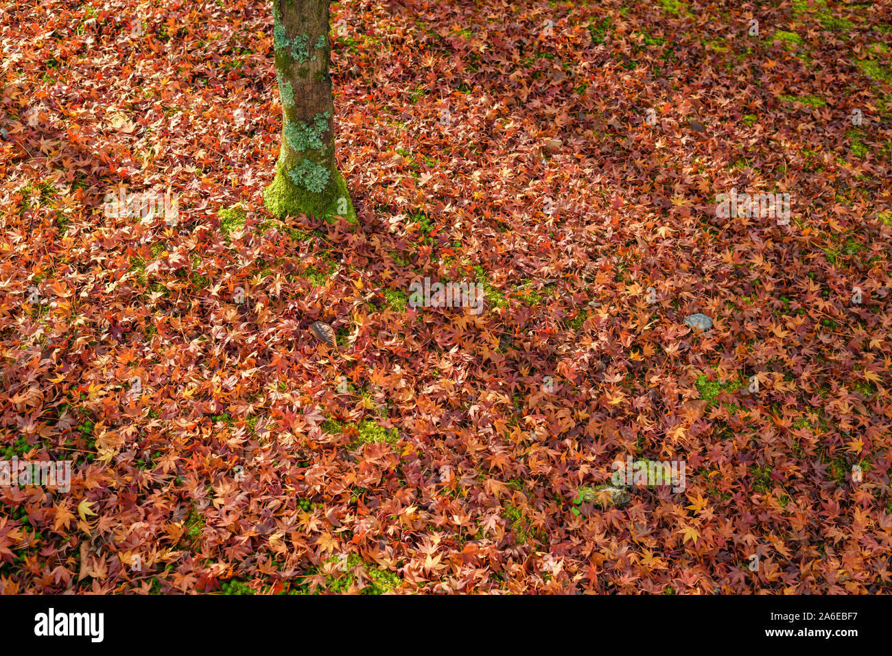 Details of colorful red autumn leaves covering ground in Japan. Stock Photo