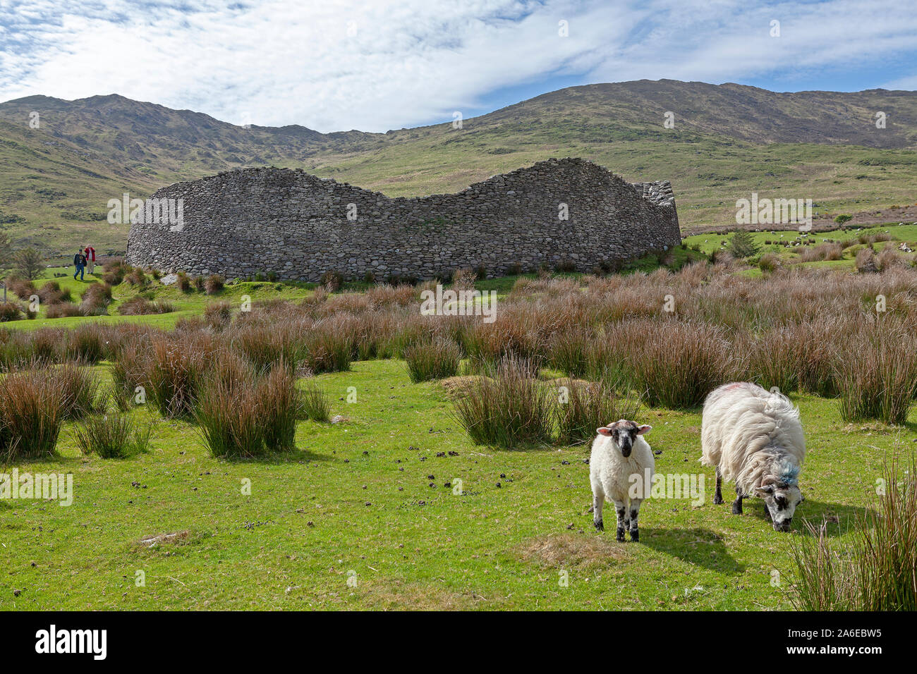 Sheep are grazing in front of Staigue Fort, Ring of Kerry, Republic of Ireland. Stock Photo