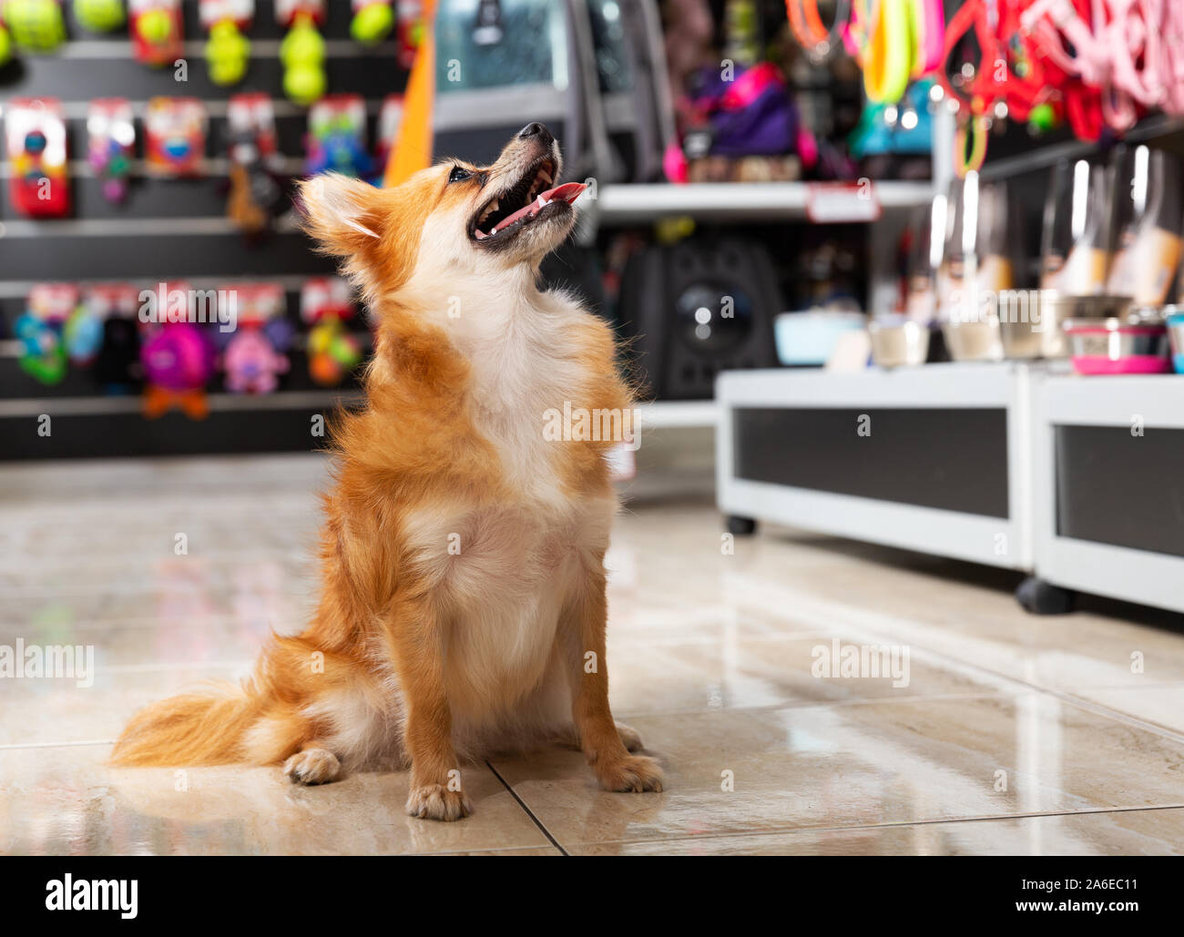 the nearest pet store