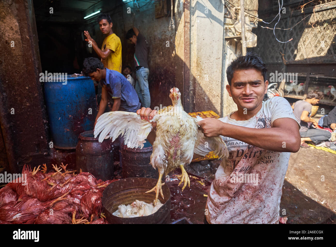 In a slaughterhouse in Mumbai, India, a worker holds up a chicken before handing it to his colleague to kill, a heap of dead chickens on the left Stock Photo