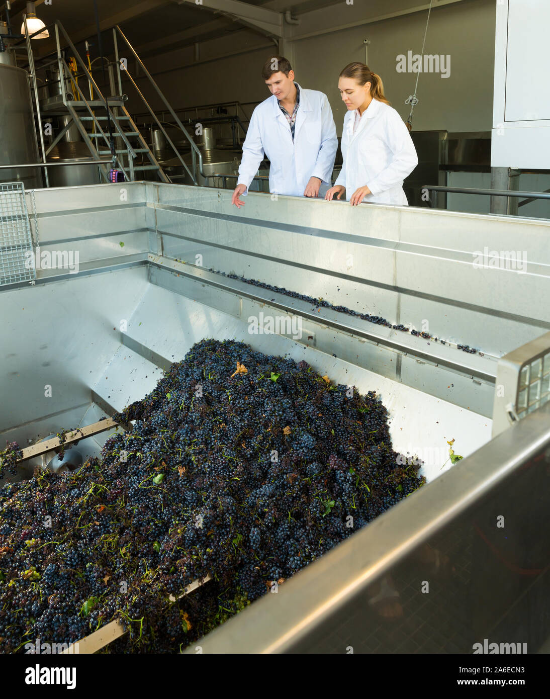 Two manufacturing engineers of winery controlling process of crushing