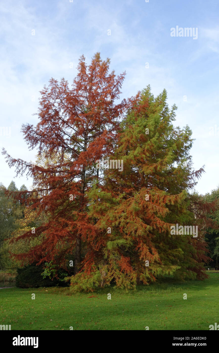 Herbststimmung im Kurpark - Sicheltanne (Cryptomeria japonica), Sugi oder Japanische Zeder, Bad Bevensen, Niedersachsen, Deutschland Stock Photo
