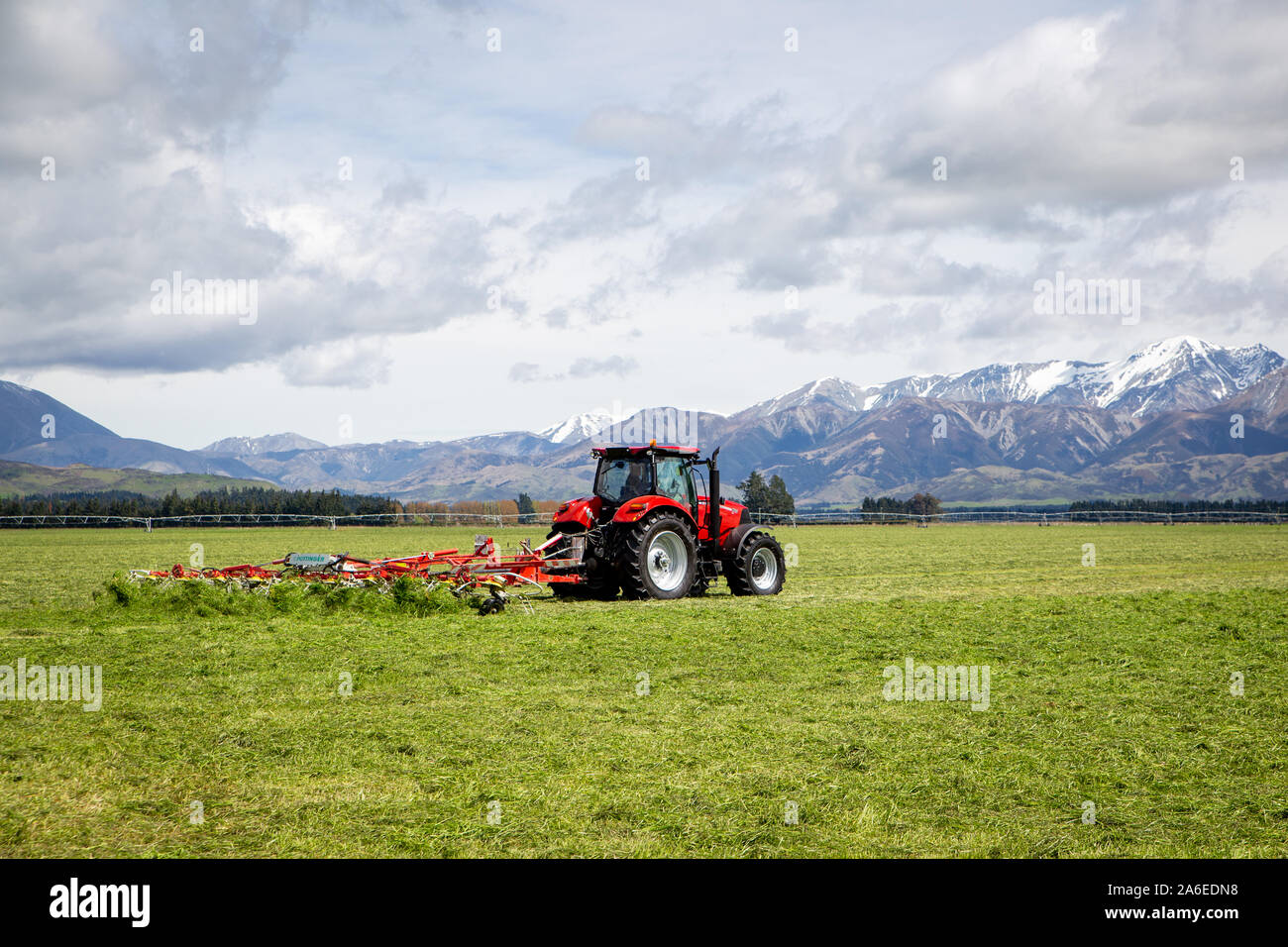 Sheffield, Canterbury, New Zealand, October 25 2019: A contractor rakes silage ready to be baled on a large farm in the Canterbury foothills Stock Photo