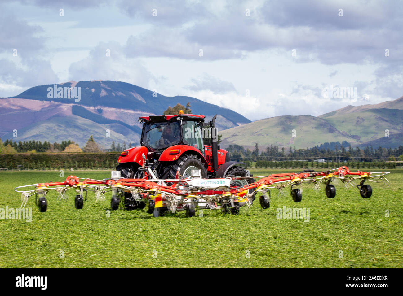 Sheffield, Canterbury, New Zealand, October 25 2019: A contractor rakes silage ready to be baled on a large farm in the Canterbury foothills Stock Photo
