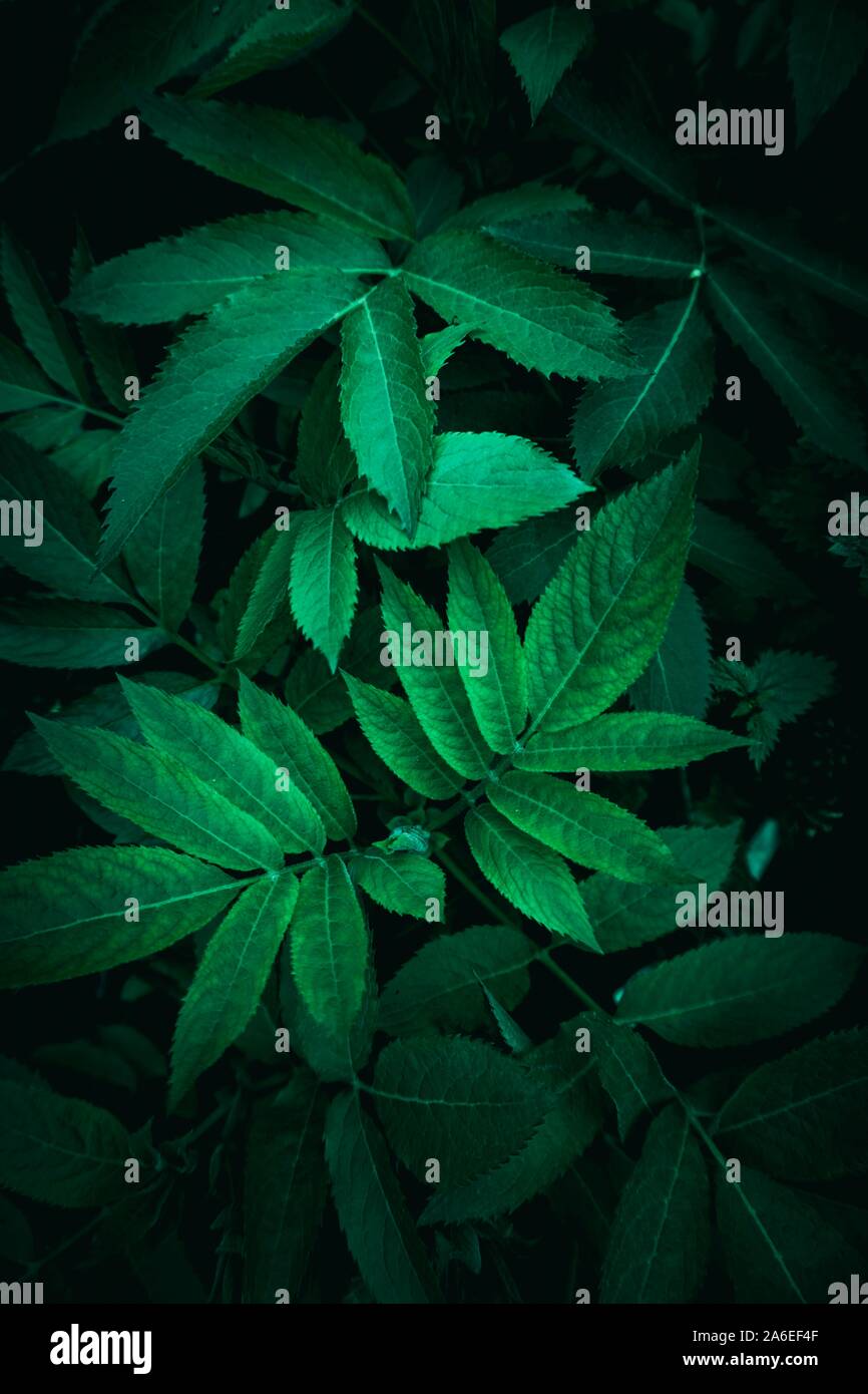 Textured in hi-res stock photography and images - Alamy