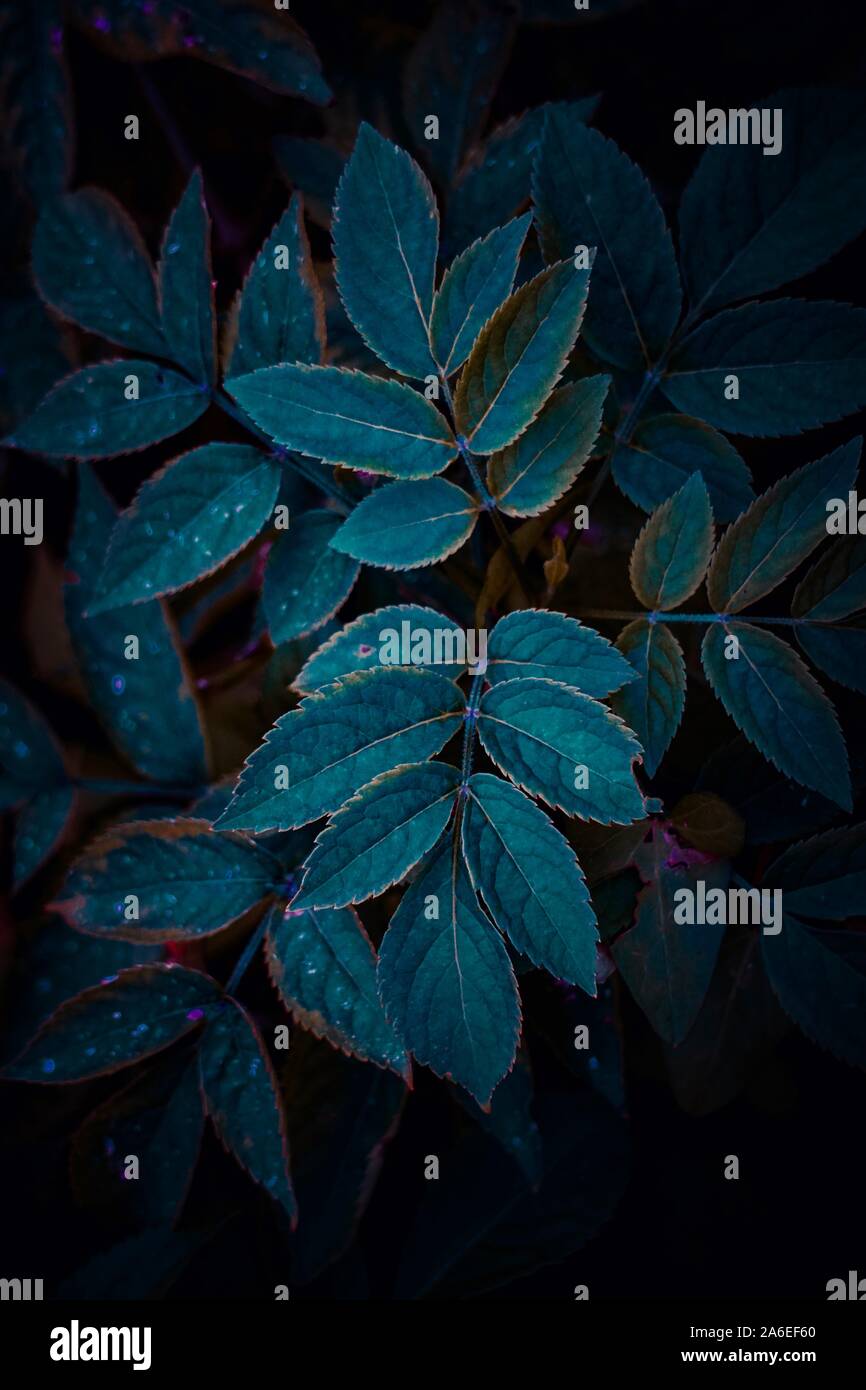 Textured plant leaves hi-res stock photography and images - Alamy