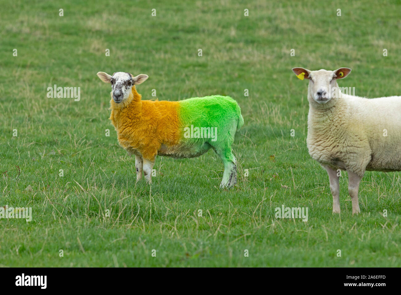 A sheep painted in the colors of Donegal on a meadow near Ardara, County Donegal, Republic of Ireland. Stock Photo