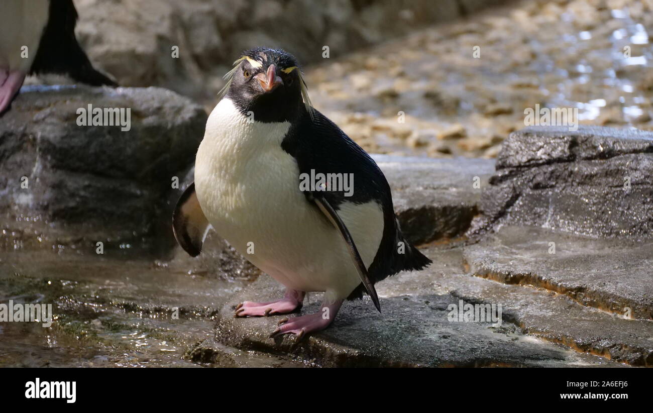 Southern rockhopper penguin in the Kaiyukan aquarium Stock Photo