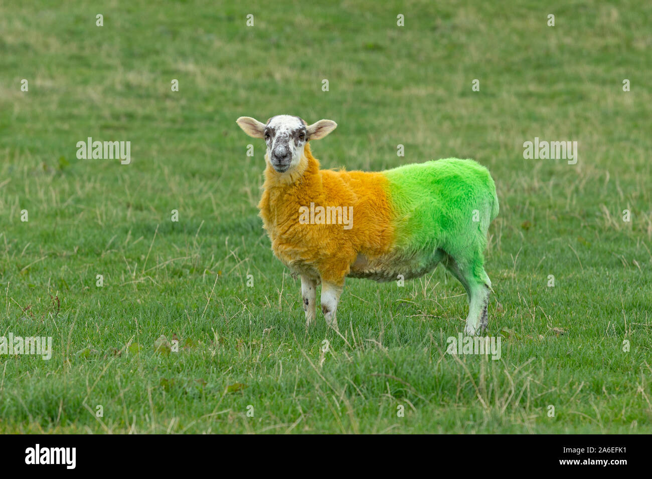 A sheep painted in the colors of Donegal on a meadow near Ardara, County Donegal, Republic of Ireland. Stock Photo