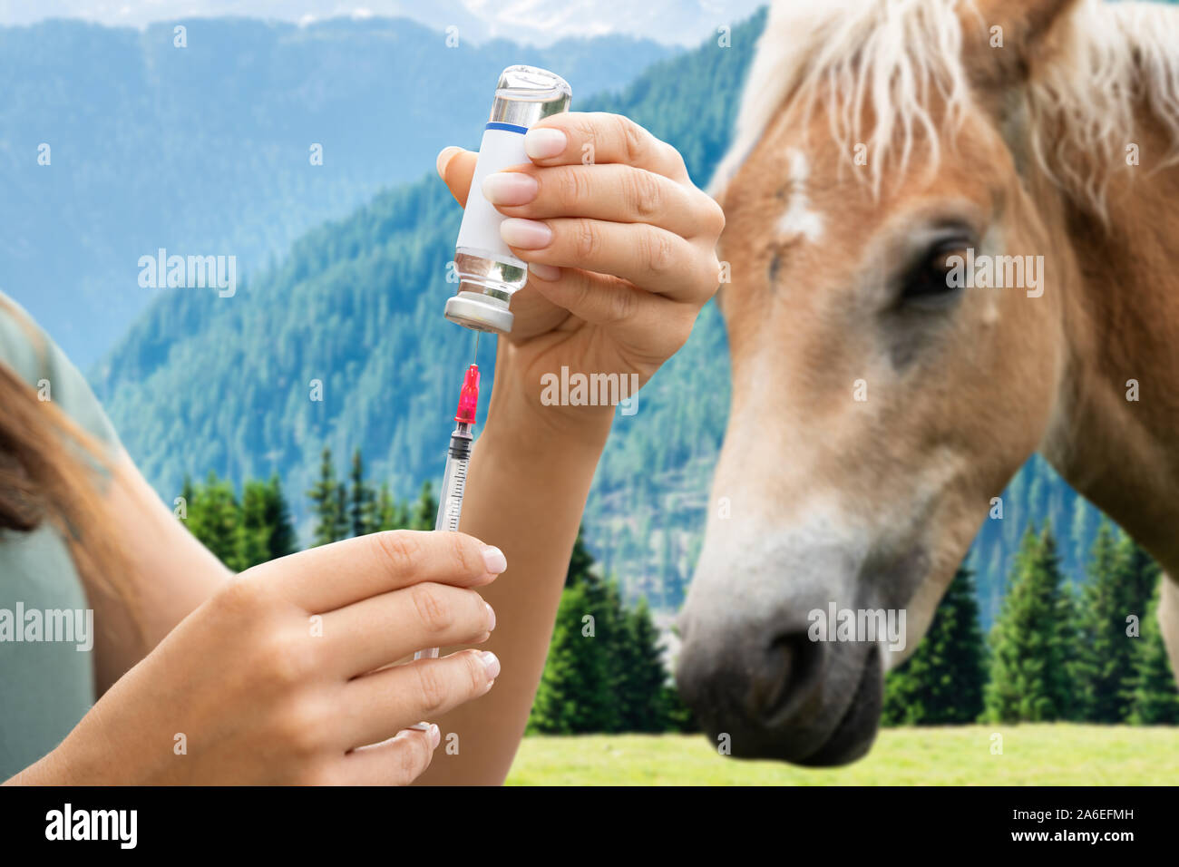 Close-up Of Woman Preparing Horse Vaccine To Inject Stock Photo