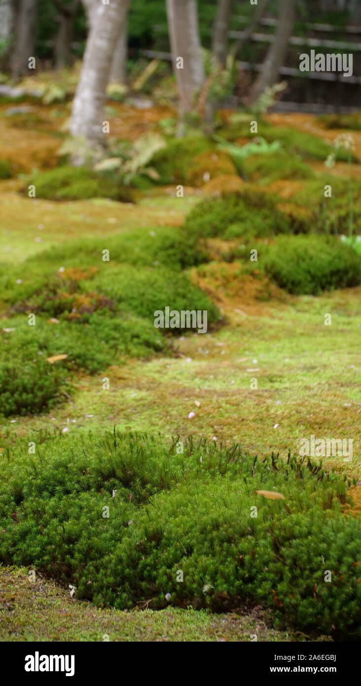 Japanese moss garden Stock Photo Alamy