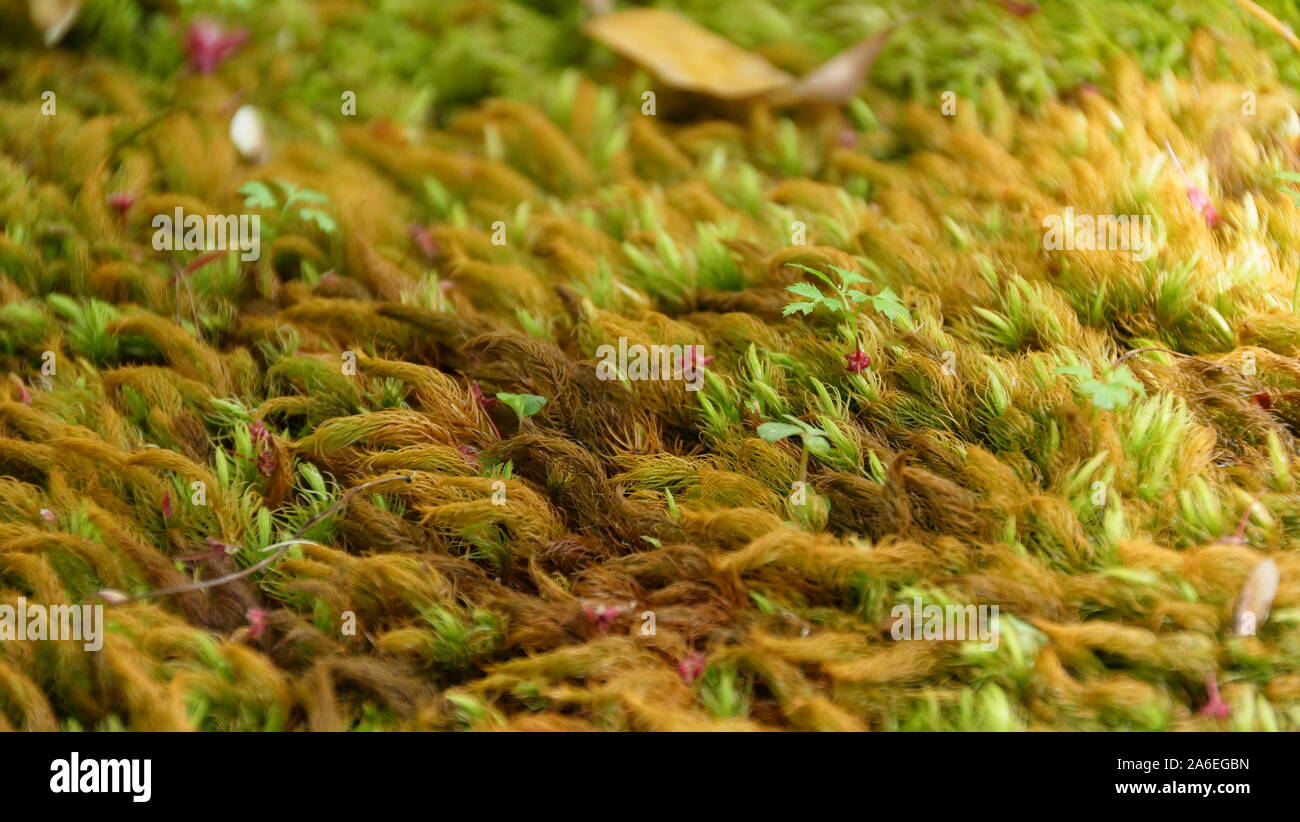 Moss lawn Stock Photo