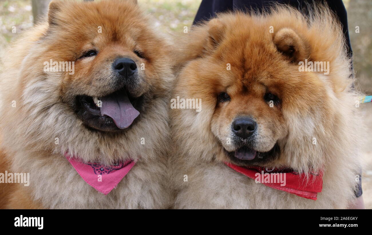 Fluffy dogs Stock Photo