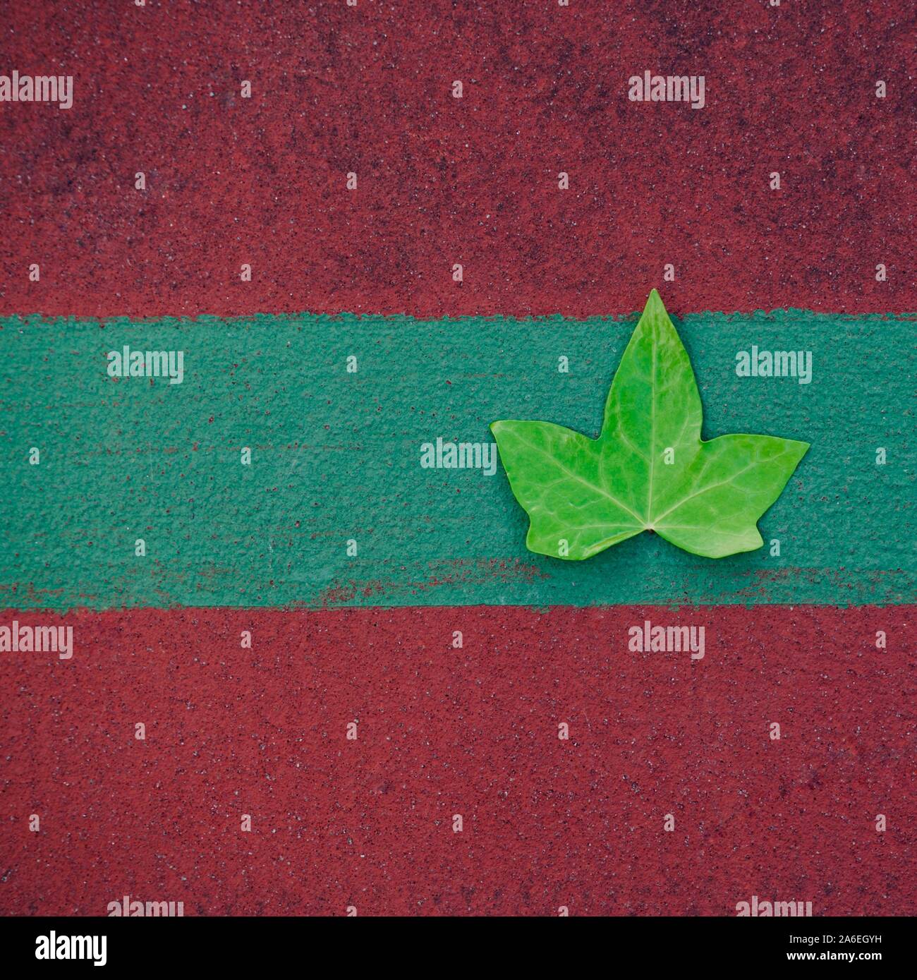green tree leaf alone on the red ground Stock Photo