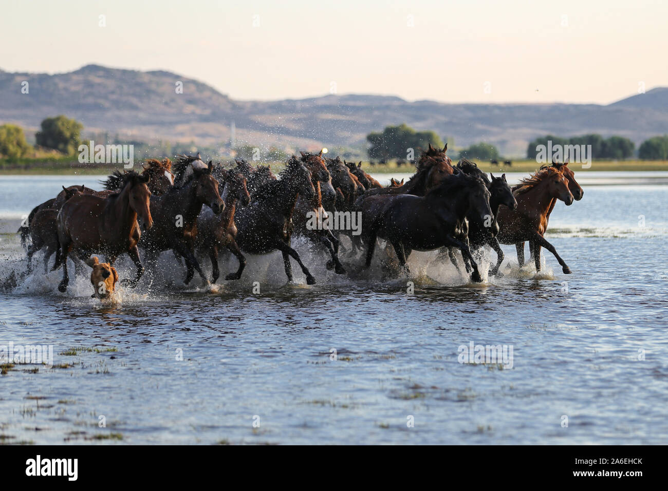 Yilki Horses Running in Water, Kayseri City, Turkey Stock Photo