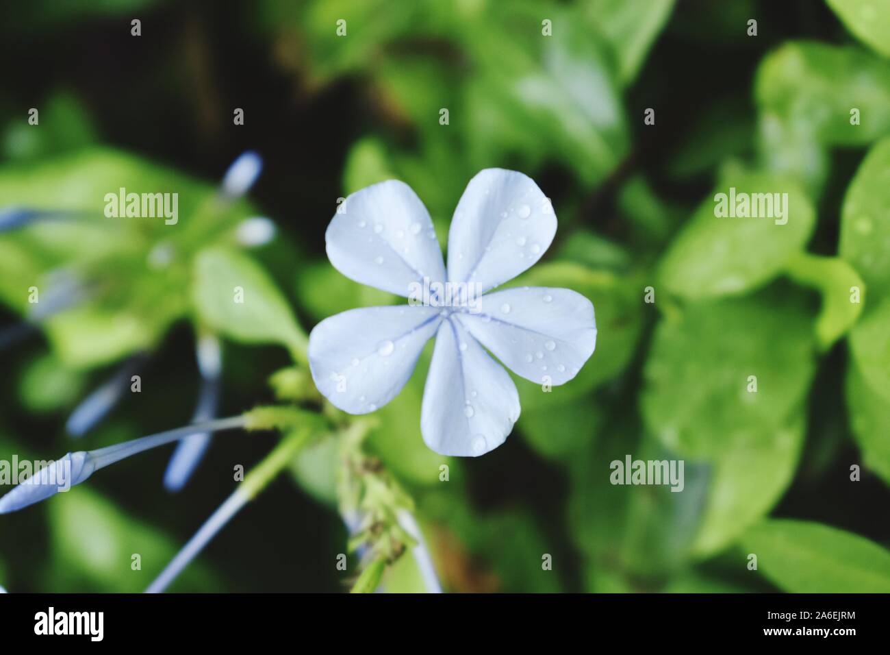 Beautiful snap of single flower Stock Photo Alamy