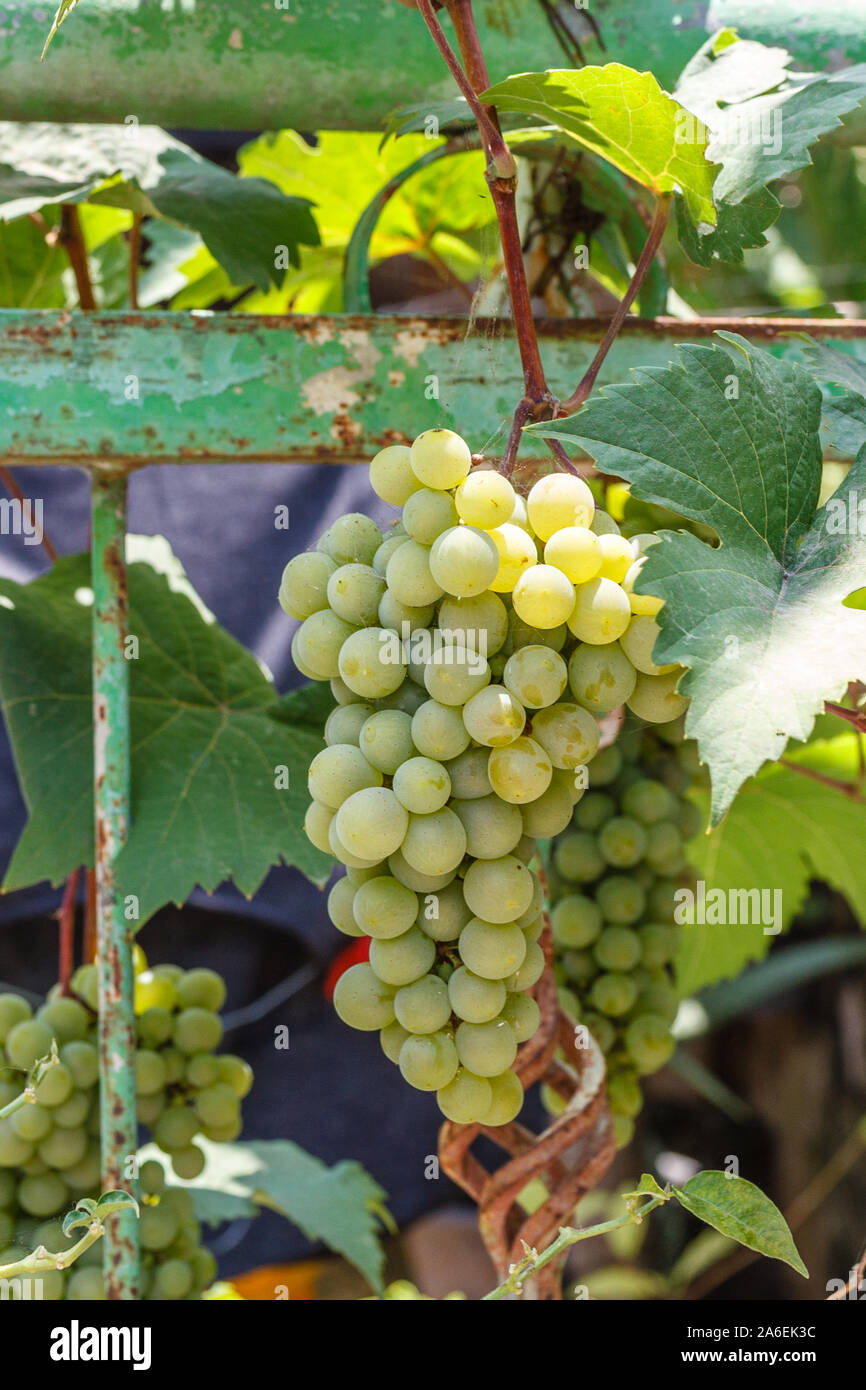 Growing Grape Vine With Ripe Green Grapes Bali Indonesia Vertical Image Stock Photo Alamy