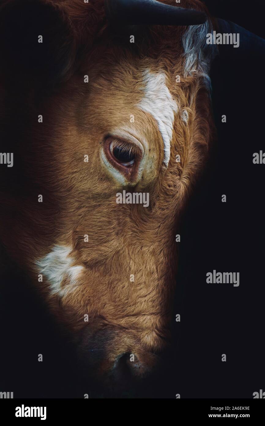 brown cow portrait in the shadows Stock Photo - Alamy