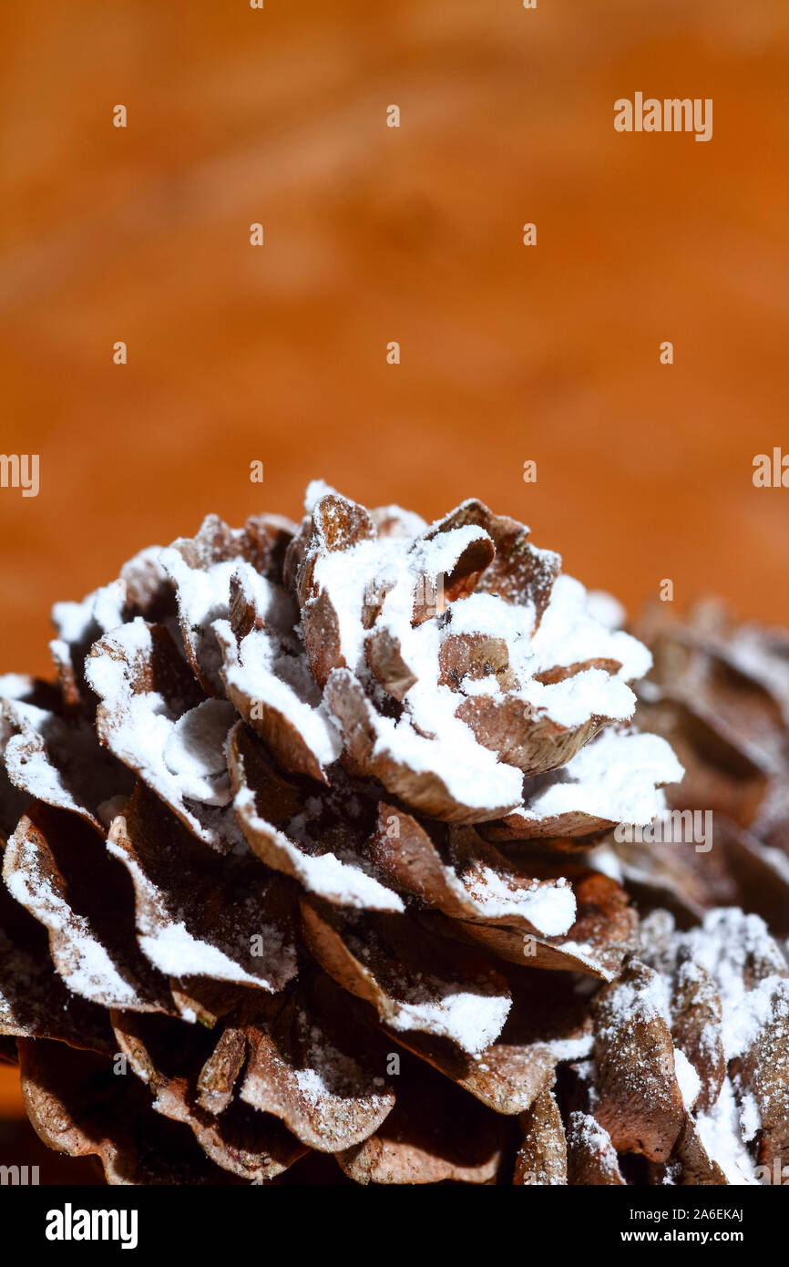 Floor covered with pine cones hi-res stock photography and images - Alamy