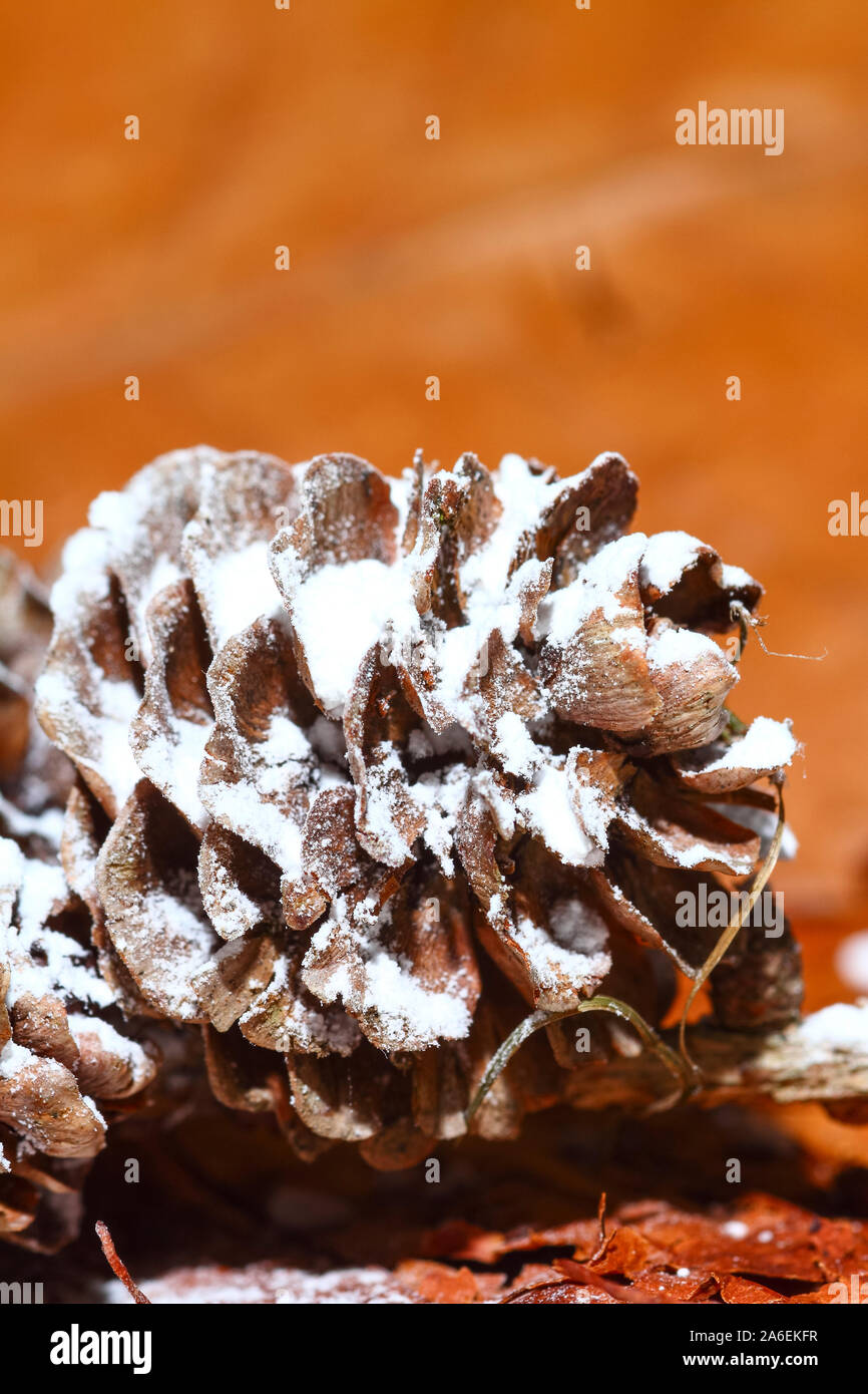 Floor covered with pine cones hi-res stock photography and images - Alamy