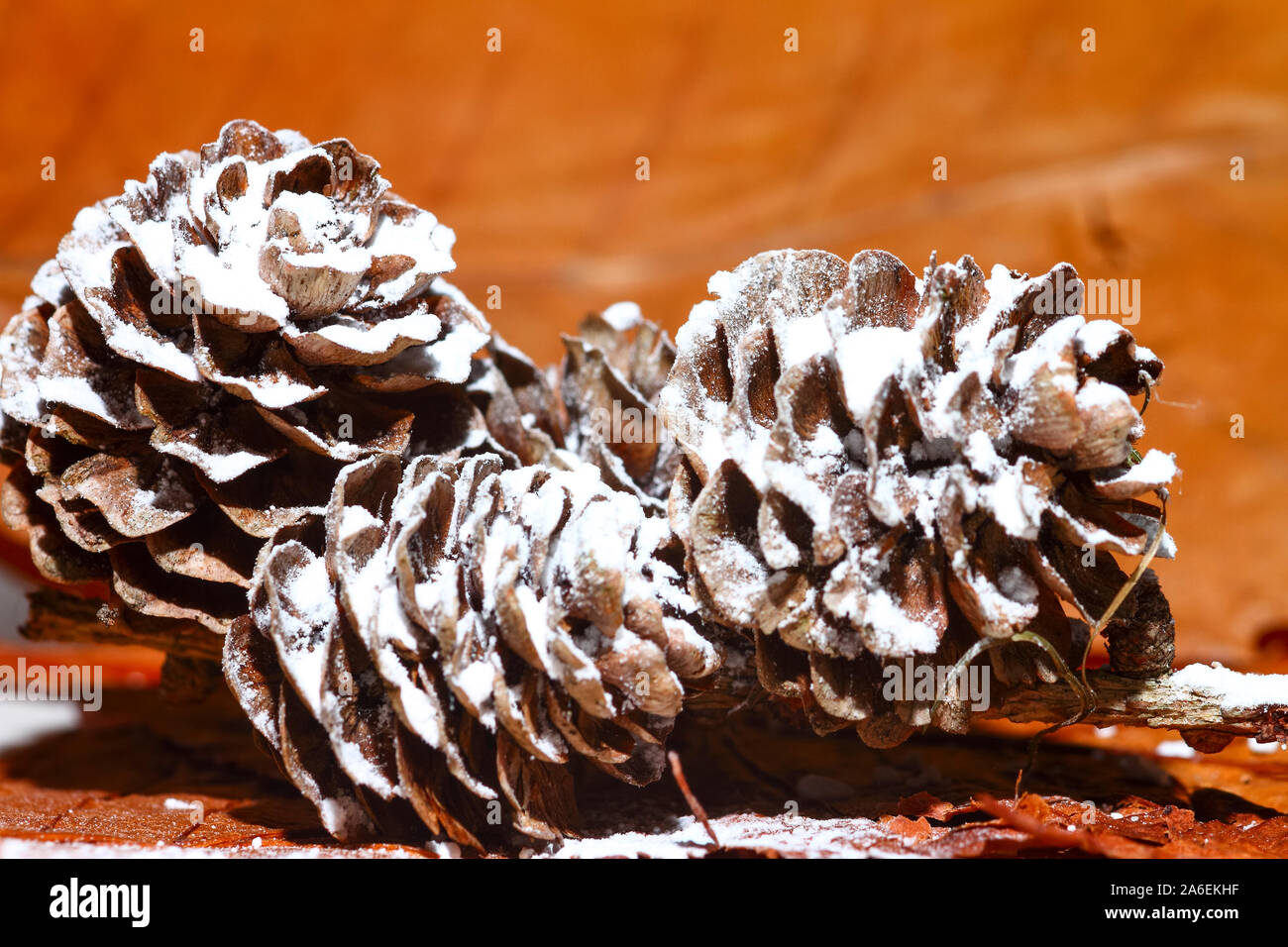 Floor covered with pine cones hi-res stock photography and images - Alamy