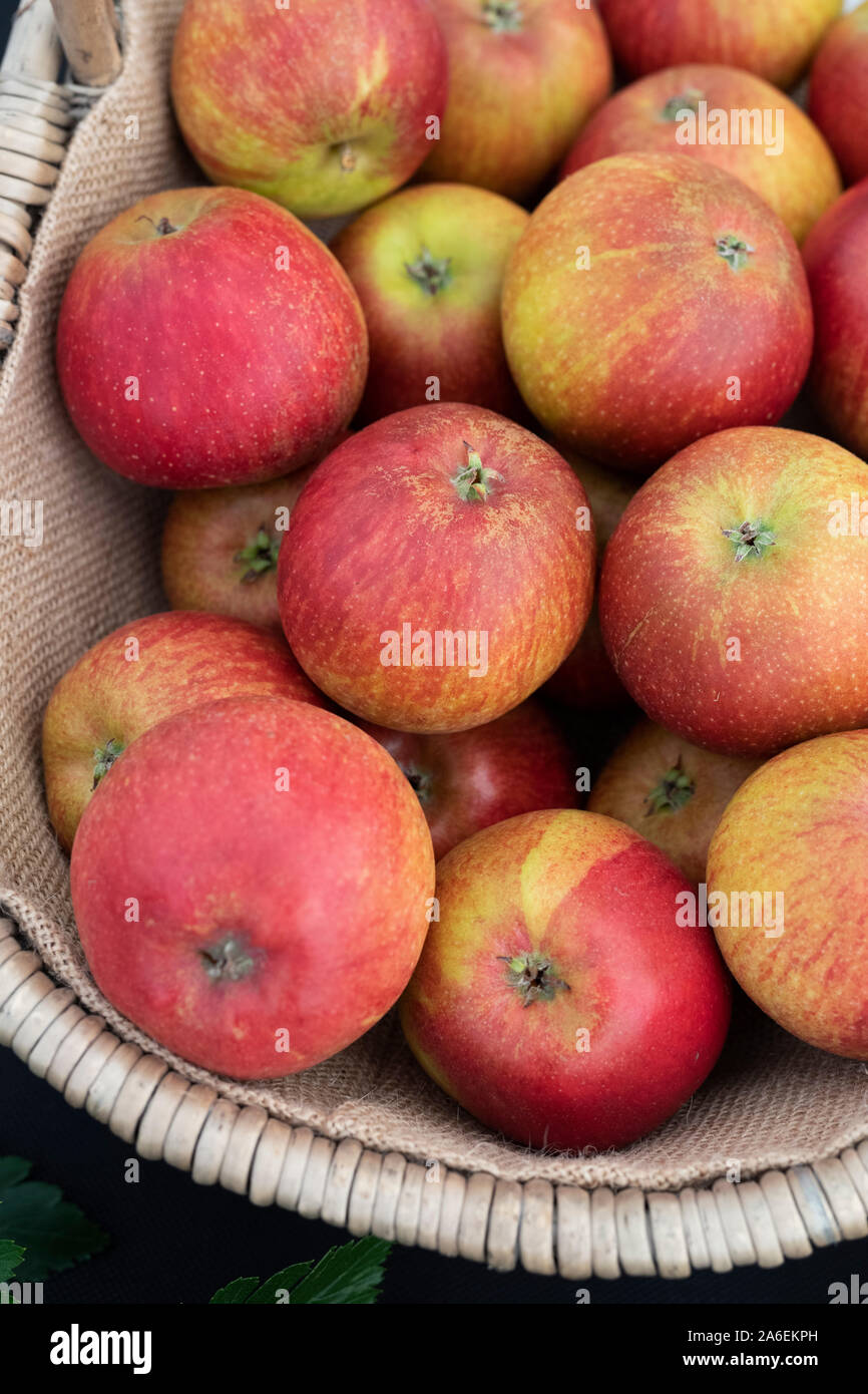Malus domestica ’Clarke's royal’. Apple ’Clarke's royal’ fruit on display. UK Stock Photo