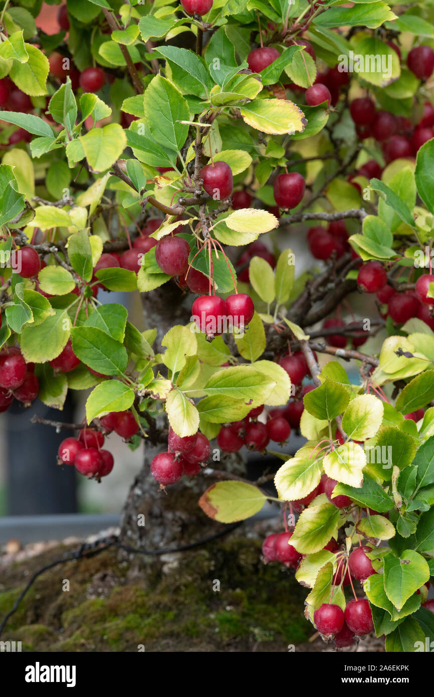 Malus sylvestris. Bonsai Crab apple tree with fruit at RHS Wisley