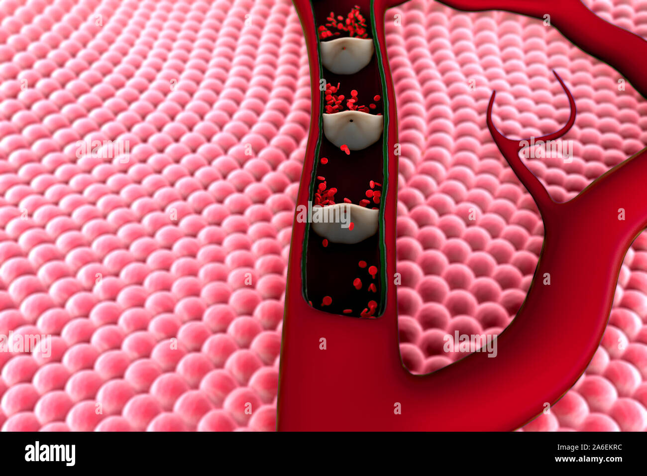 artery shown with a cut out section, Contraction of blood vessels, a