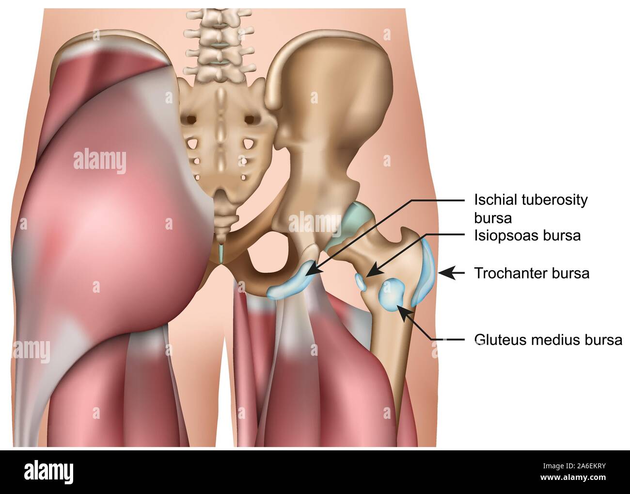 hip bursa anatomy 3d medical vector illustration isolated on white background Stock Vector