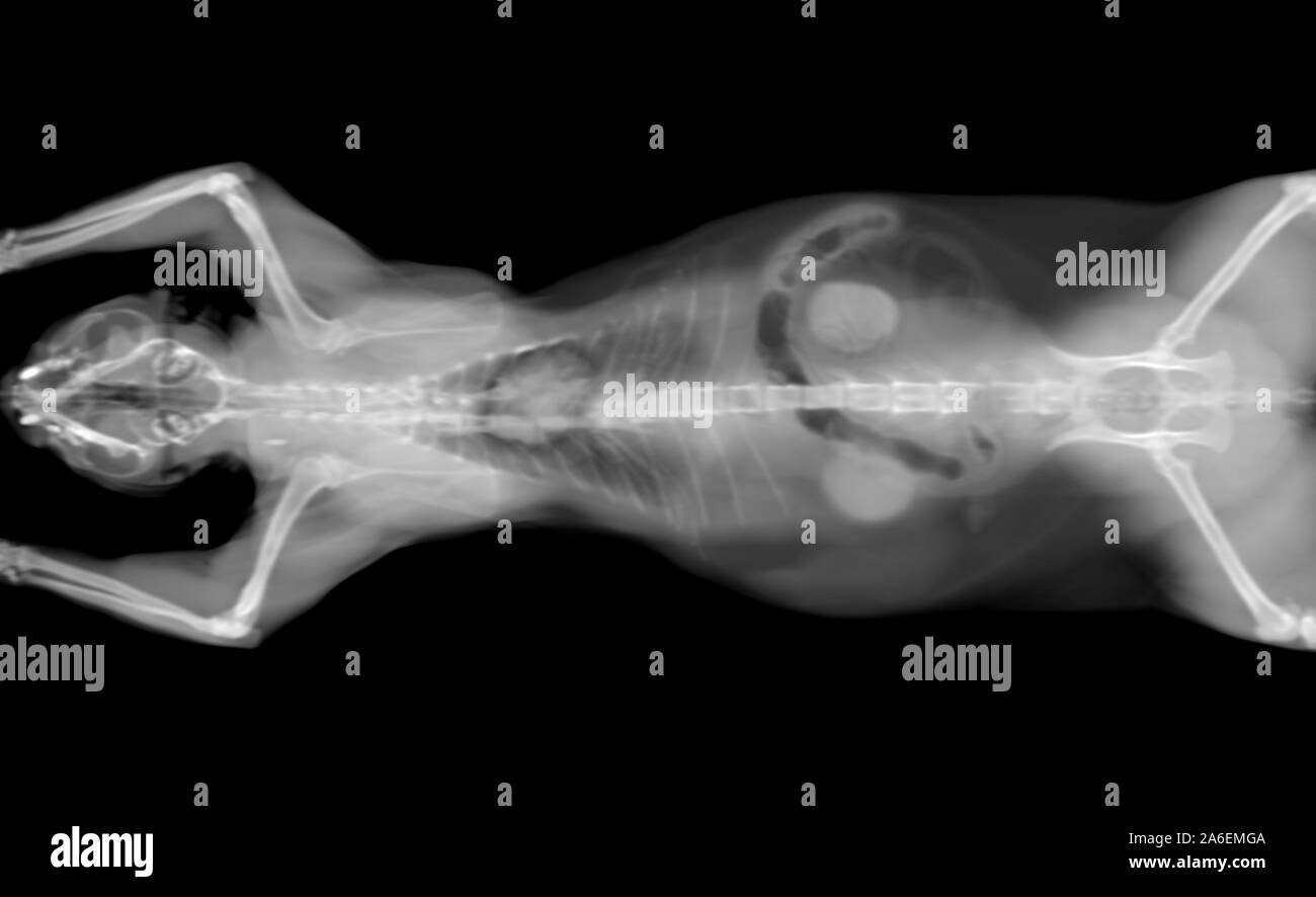black and white CT scan of a cat pet on a black background with visible organs: heart, intestine, kidneys and lungs. Oncologist veterinary diagnostic Stock Photo