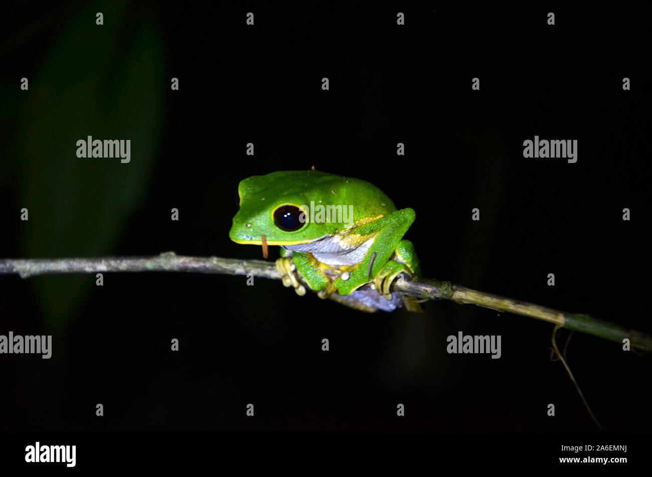 Green frog from Tarapoto Peru in Cordillera Escalera Amazonia Peru Stock Photo