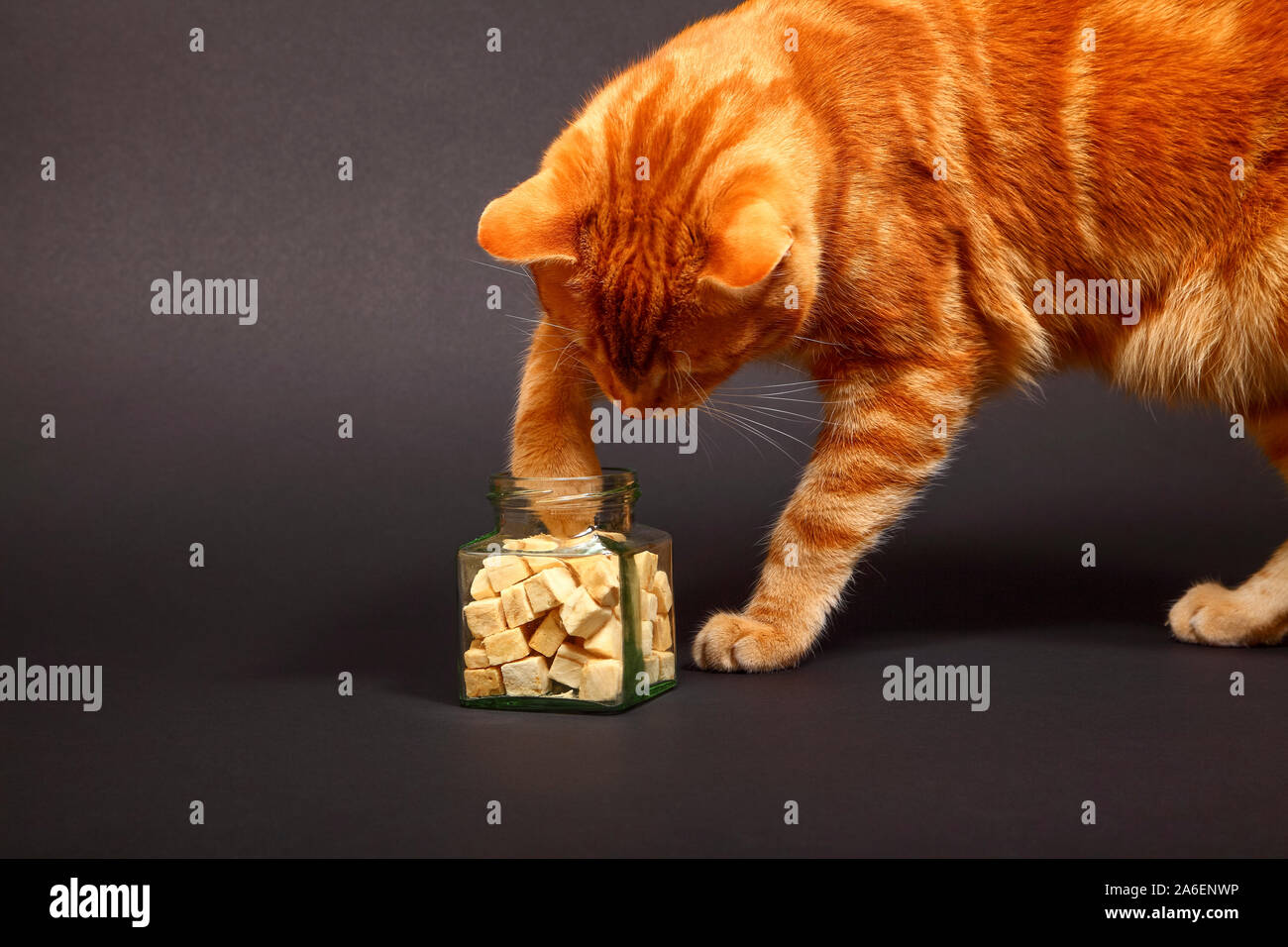 ginger mackerel tabby cat ginger mackerel tabby cat