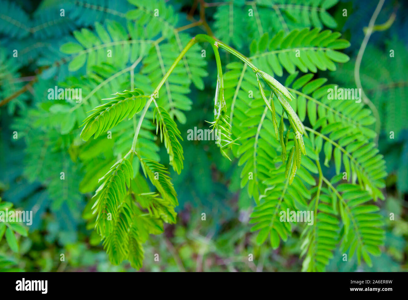 Wild Tamarind High Resolution Stock Photography And Images Alamy Wild Tamarind High Resolution Stock Photography And Images Alamy