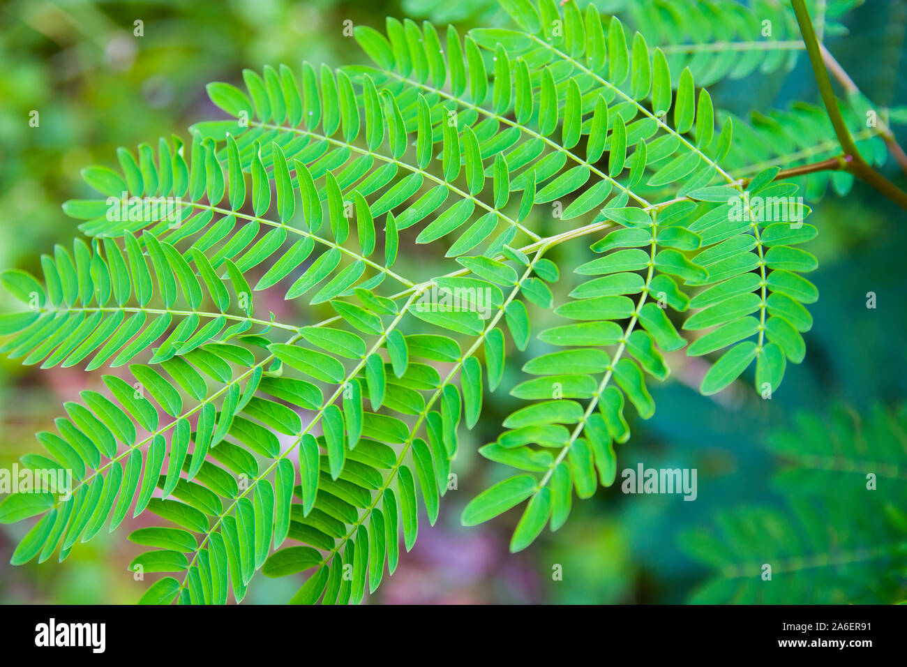 Wild Tamarind High Resolution Stock Photography And Images Alamy Wild Tamarind High Resolution Stock Photography And Images Alamy