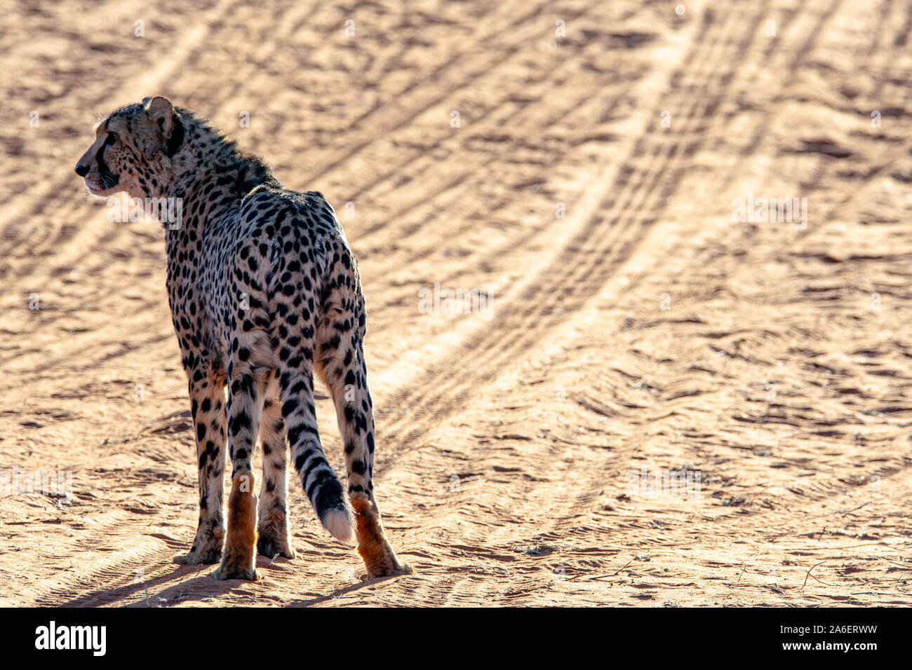 The famous cheetah (Acinonyx jubatus) of Namibia Stock Photo Alamy