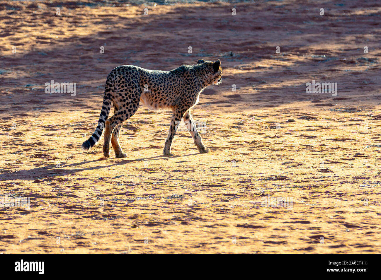 The famous cheetah (Acinonyx jubatus) of Namibia Stock Photo Alamy