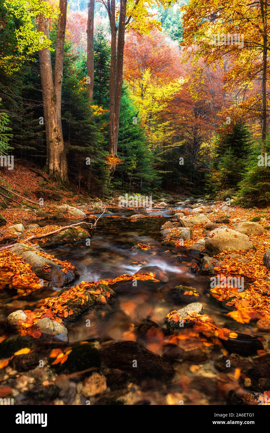 Autumn mountain colors of Old River ( Stara reka ) , located at Central ...