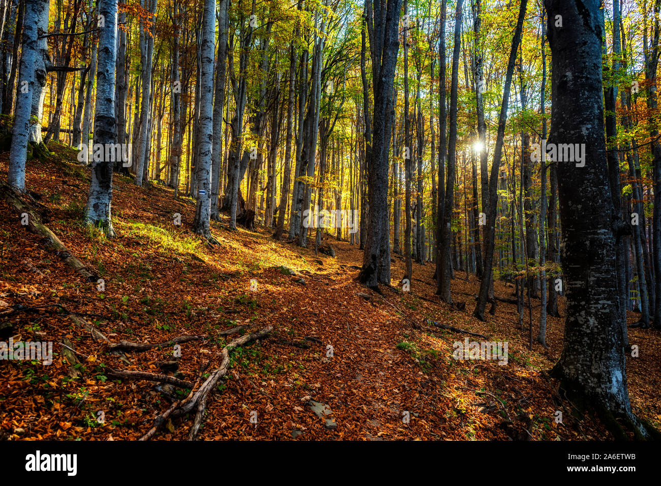Scenery of autumn nature with vivid colors and sunlight Stock Photo - Alamy