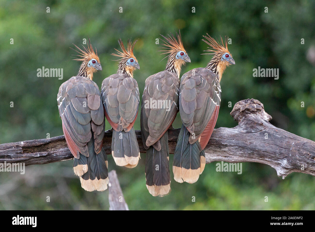 Four hoatzins are sitting in a tree at Tambopata National Reserve in Peru. Stock Photo